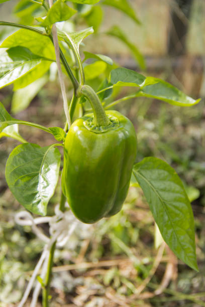 istock grown green pepper in natural light. 1159175669