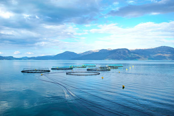 Salmon farm Salmon farm in a fjord between   mountains in Western Norway Hardanger fjord area at summer. aquaculture photos stock pictures, royalty-free photos & images