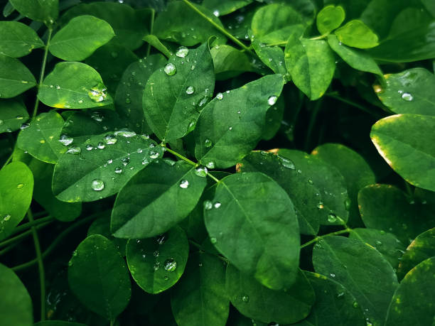 istock Rain Droplets on Green Leaves with Selective Focus 1159176493