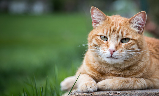 Red tabby cat is lying on a wooden board outdoors