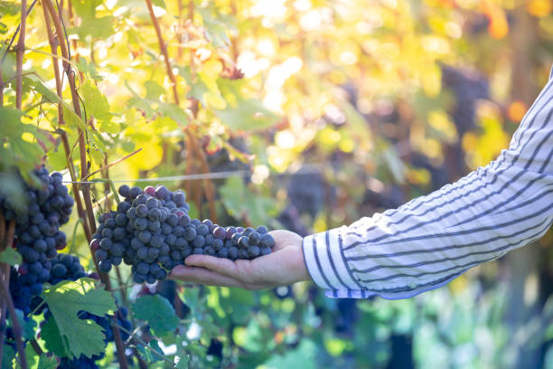istock Farmer with his red grapes during autumn crop 1159177042