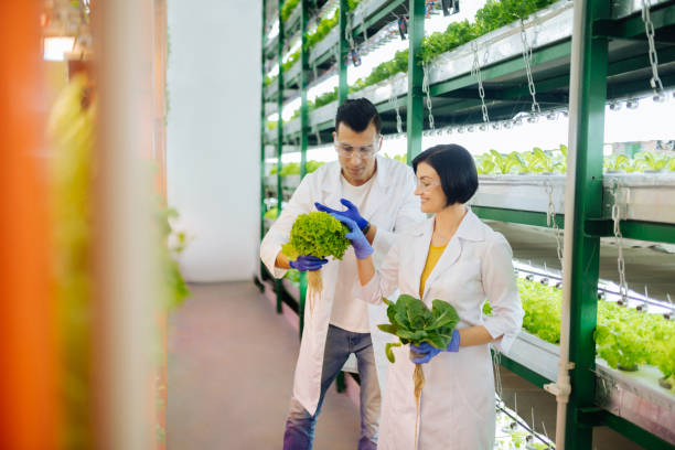 istock Agriculturists feeling joyful while working in greenhouse 1159178032