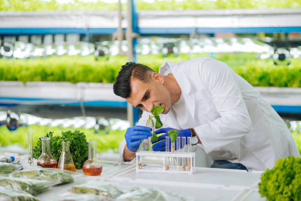 istock Dark-haired agronomist working with greens in laboratory 1159178063