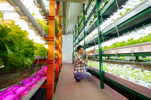 istock Agronomist sitting near shelves while growing lettuce 1159178110