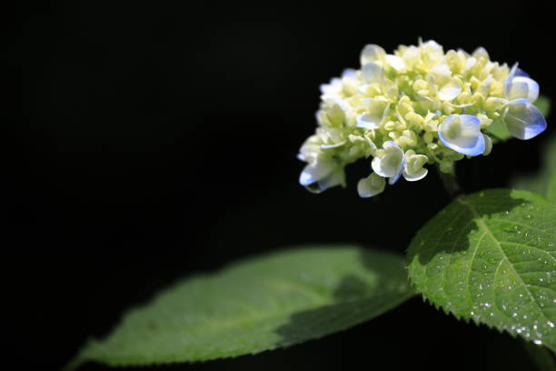 istock hydrangea in Kamakura, Kanagawa, Japan (one light blue flower) with copy space 1159178271