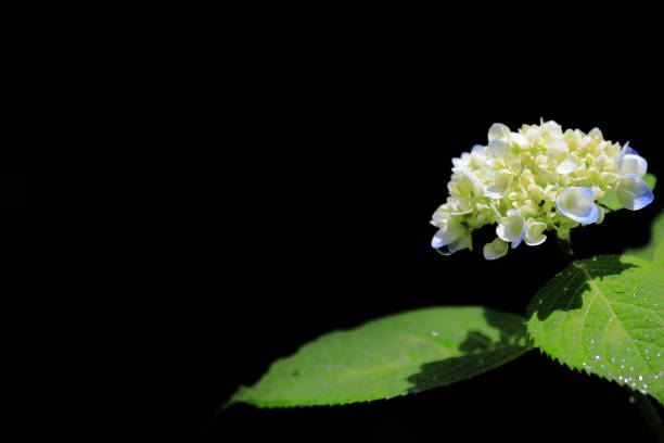 istock hydrangea in Kamakura, Kanagawa, Japan (one light blue flower) with copy space 1159178275