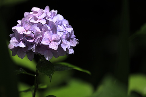 Foto racimo de flores moradas – Imagen Flor gratis en Unsplash