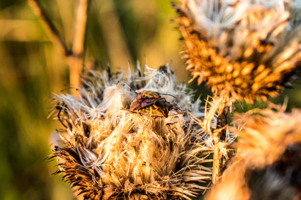 сушеные цветы жука - радужный жук олень фотографии стоковые фото и изображения