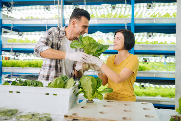 istock Husband and wife smiling while taking lettuce from their greenhouse 1159179132