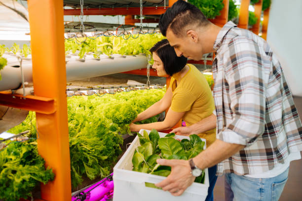 istock Farmers feeling busy while gathering lettuce and putting it into box 1159179151