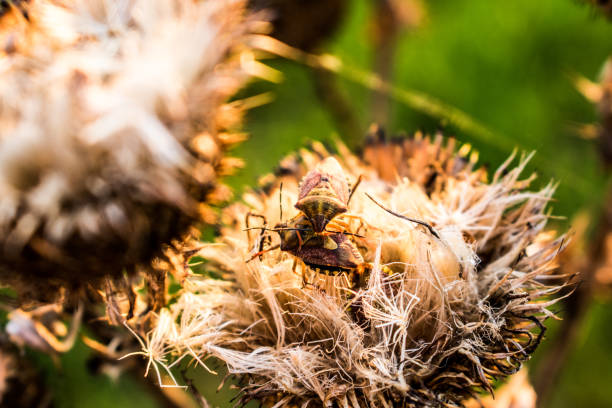сушеные цветы жука - радужный жук олень фотографии стоковые фото и изображения