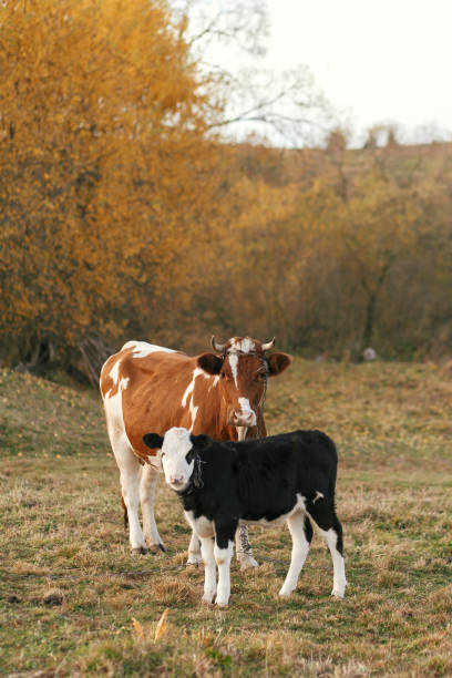beautiful cute black and white calf standing near brown cow and looking on background of autumn trees and field. mother cow with baby cow grazing near trees, countryside living. farmland - family mother domestic life food imagens e fotografias de stock