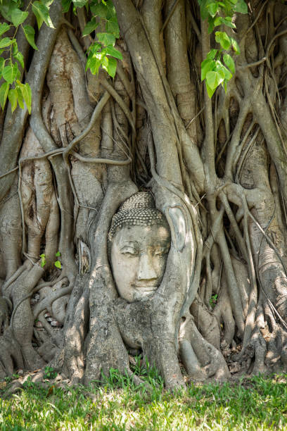 istock Buddha head engulfed by tree roots at Ayutthaya, Thailand. 1159179681