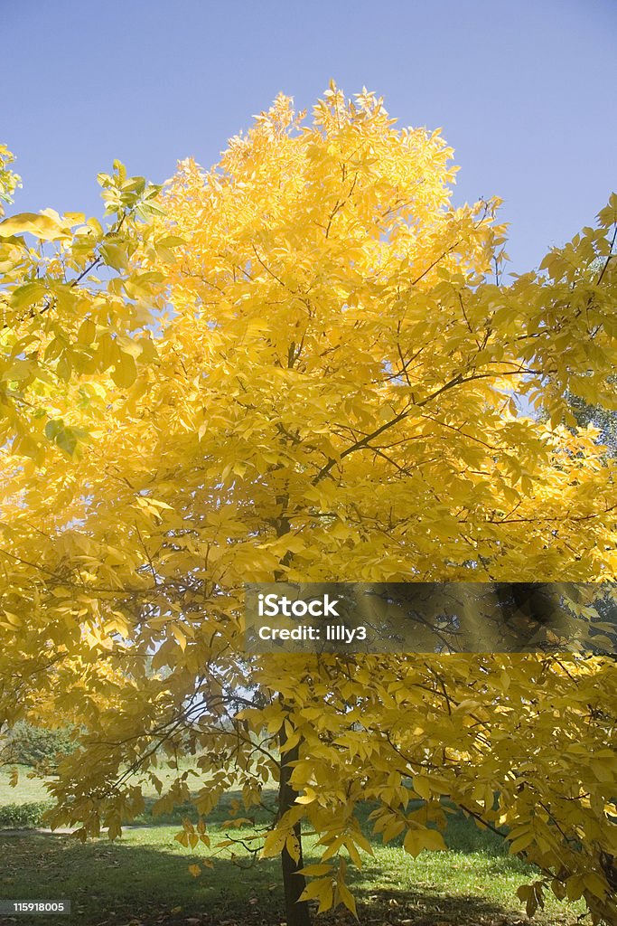 pignut hickory common tree of eastern North America - in autumn colors - adobe RGB Hickory Tree Stock Photo