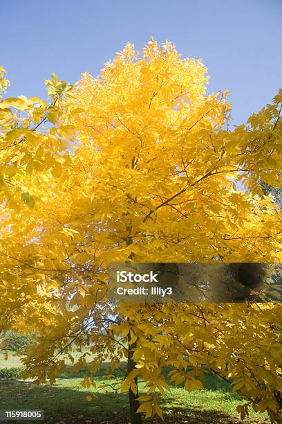Pignut Hickory Stock Photo - Download Image Now - Hickory Tree, Autumn, Aging Process