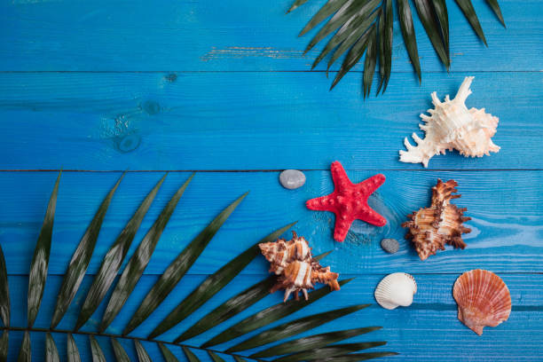 istock Tropical summer background with palm leaves, sea shells on wooden table. 1159181050