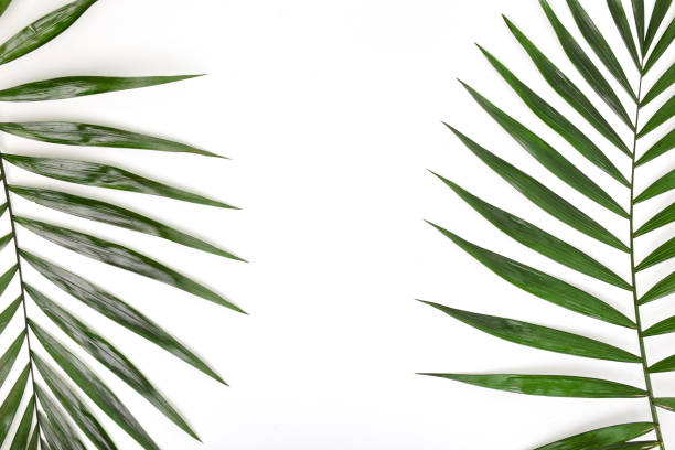 istock Tropical green palm leafs on white background. Flat lay 1159181057