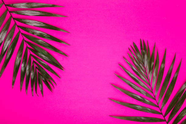 istock tropical palm leaves on pink background. Summer creative flat lay. 1159181185