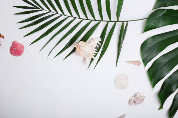 istock Tropical palm leaves and sea shells on white background. 1159181710