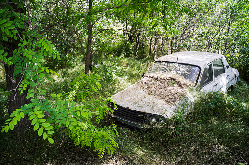Abandoned vintage car in a forest under an acacia tree with flowers fallen on the windshield and nature taking over the wreckage.