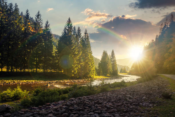 mountain river winding through forest at sunset mountain river winding through forest at sunset in evenig. beautiful nature scenery in autumn. spruce trees by the shore. wonderful piece of synevyr national park landscape in good weather with clouds landscape stream autumn forest stock pictures, royalty-free photos & images