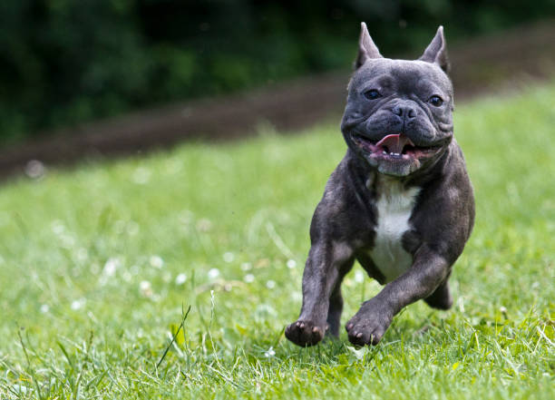 French bulldog running over a green meadow stock photo