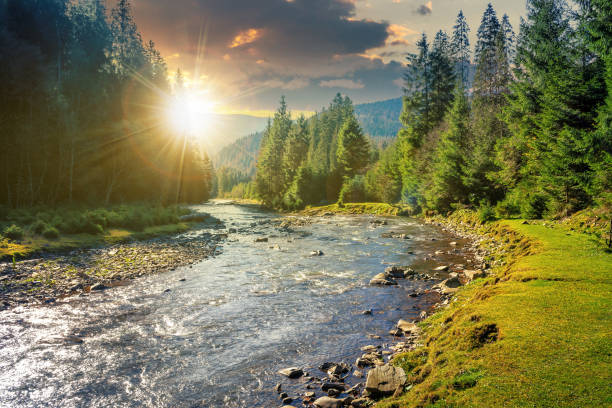 mountain river winding through forest at sunset stock photo