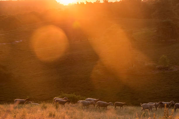 istock Sheep in the morning glow 1159182211