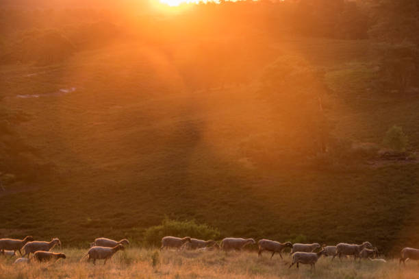 istock Sheep in the morning glow 1159182212