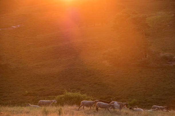 istock Sheep in the morning glow 1159182219