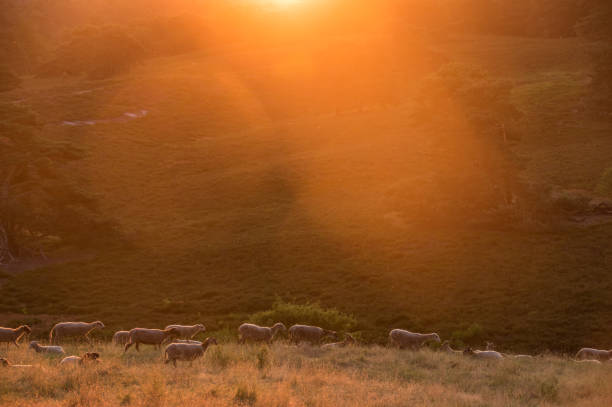 istock Sheep in the morning glow 1159182261