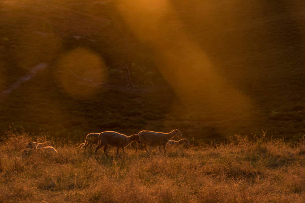 Flock of sheep in the morning glow in the national park cold Brunssummerheide