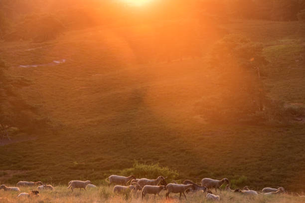 istock Sheep in the morning glow 1159182338