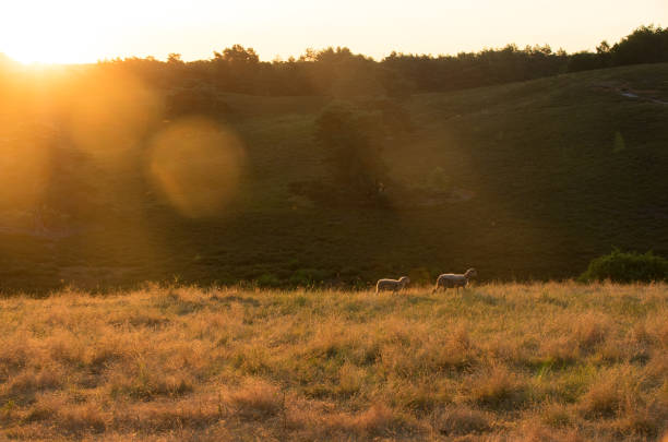 istock Sheep in the morning glow 1159182367