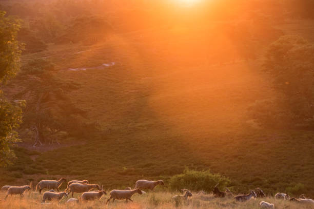 istock Sheep in the morning glow 1159182402
