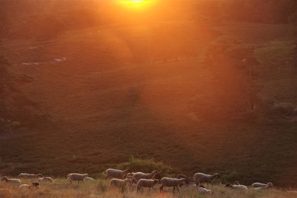 istock Sheep in the morning glow 1159182403