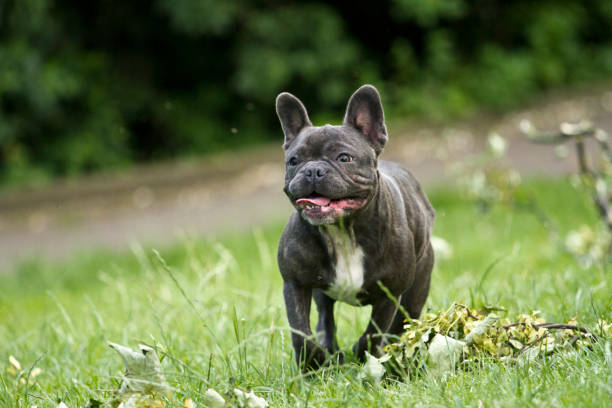 French bulldog with a stick in his mouth running over a green meadow stock photo