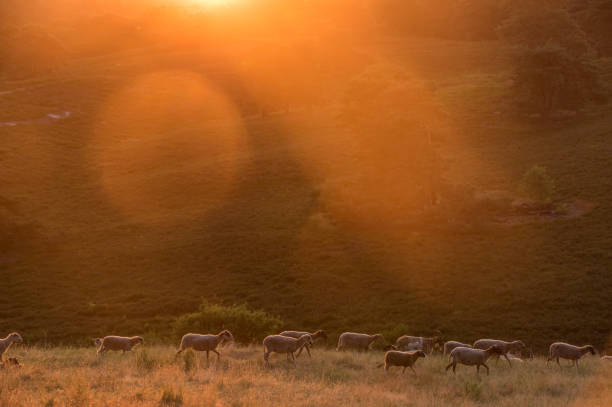istock Sheep in the morning glow 1159183259
