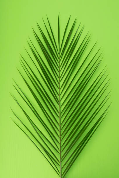 istock palm leaf closeup on green background 1159183339