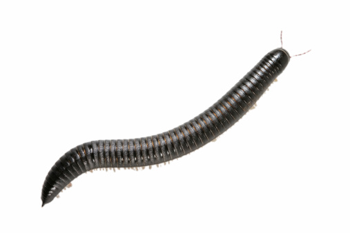 Wild Florida Ivory Millipede - Chicobolus spinigerus - isolated on white background.  North Florida example found in dry Sandhills habitat.   Side view