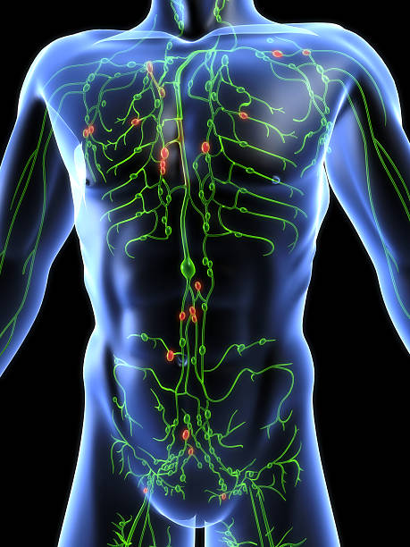 sistema linfático - lymphatic system fotografías e imágenes de stock