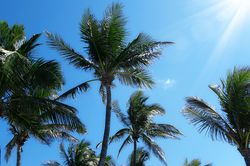 Group of close up tall palm trees over clear blue sky with sunbeam in Deerfield beach, Florida, USA