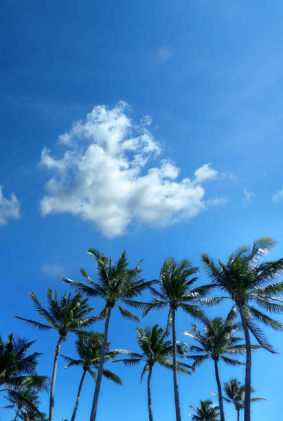 A palm tree with its leaves spread out in the sky. The sky is cloudy and the sun is setting