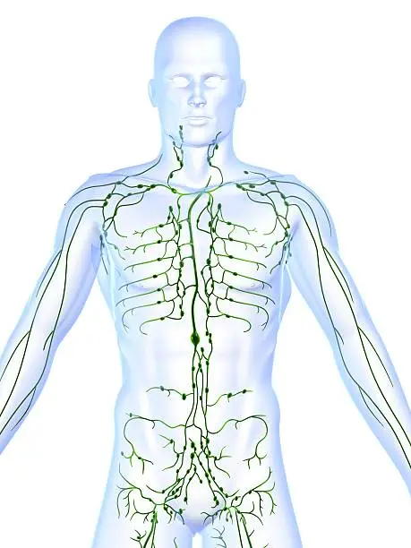 3d rendered human lymphatic system