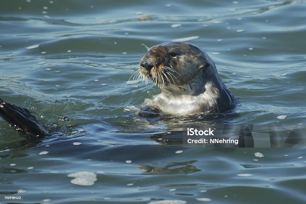 sea otter, Enhydra lutris California sea otter,  Animal Stock Photo