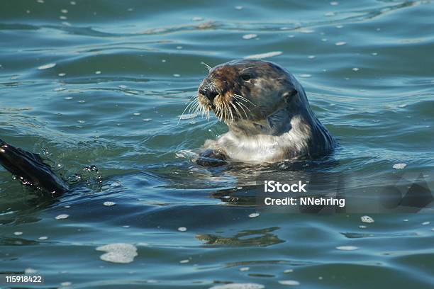 Sea Otter Enhydra Lutris Stock Photo - Download Image Now - Animal, Animal Wildlife, Animals In The Wild