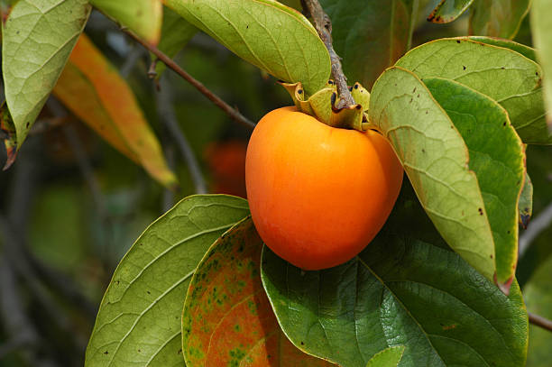 istock Japanese persimmon, Diospyros kaki, fruit on tree 115918461