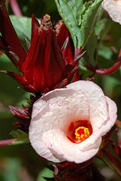 istock roselle or Jamaica flower, Hibiscus sabdariffa 115918463