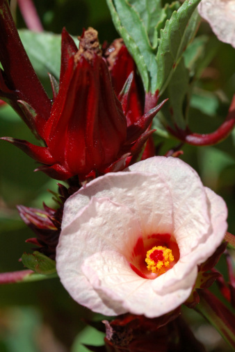 Roselle or Jamaica flower, 