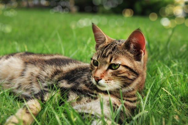 istock Close up cat in green grass garden 1159186370